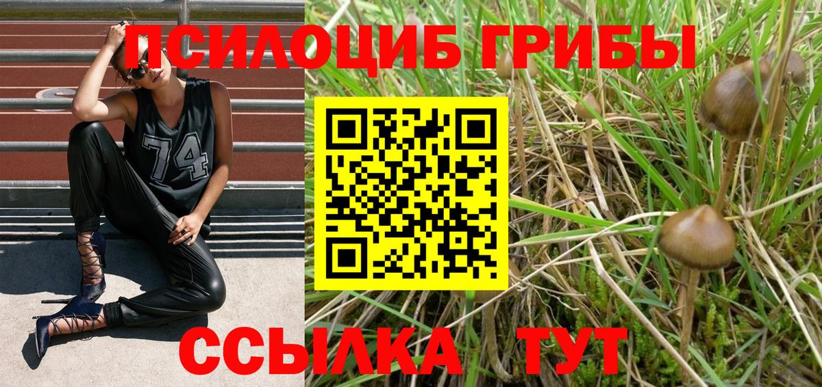 Тара  Галлюциногенные грибы Psilocybine cubensis  Псилоцибиновые грибы мухоморы  Вход с VPN 